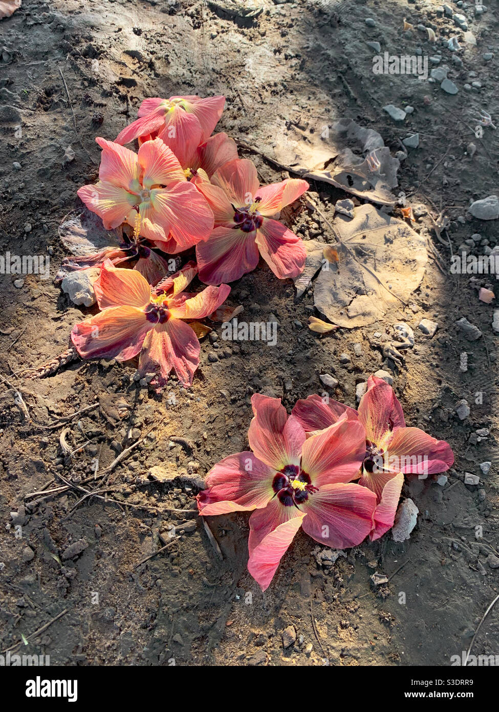 Fiori rosa caduti nella sporcizia sotto l'albero Foto Stock