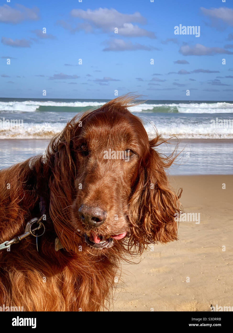 Faccia divertente, cane Red Setter che va per una passeggiata su una spiaggia, Australia - Immagine stock catturata con smartphone
