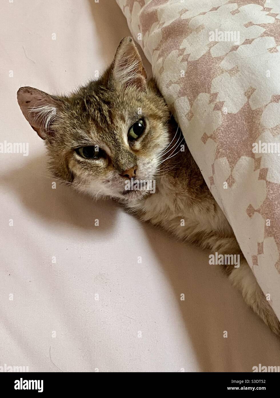 Cat in appoggio a letto - Immagine stock catturata con smartphone