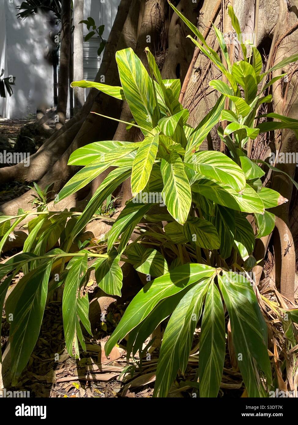 Belle piante verdi e luminose crescono contro un albero di banyan alla luce del sole di Miami, Florida, Stati Uniti - Immagine stock catturata con smartphone