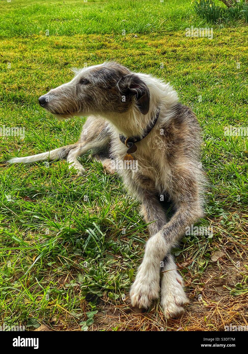 Cane con zampe incrociate Foto Stock