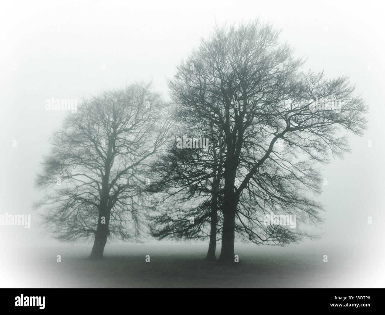 Alberi nella nebbia di mattina presto - Immagine stock catturata con smartphone