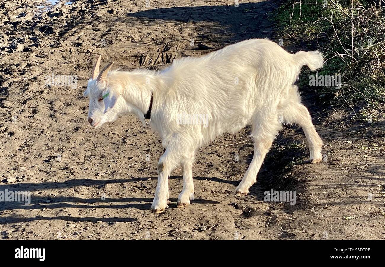 Streetgoat bristol - Immagine stock catturata con smartphone