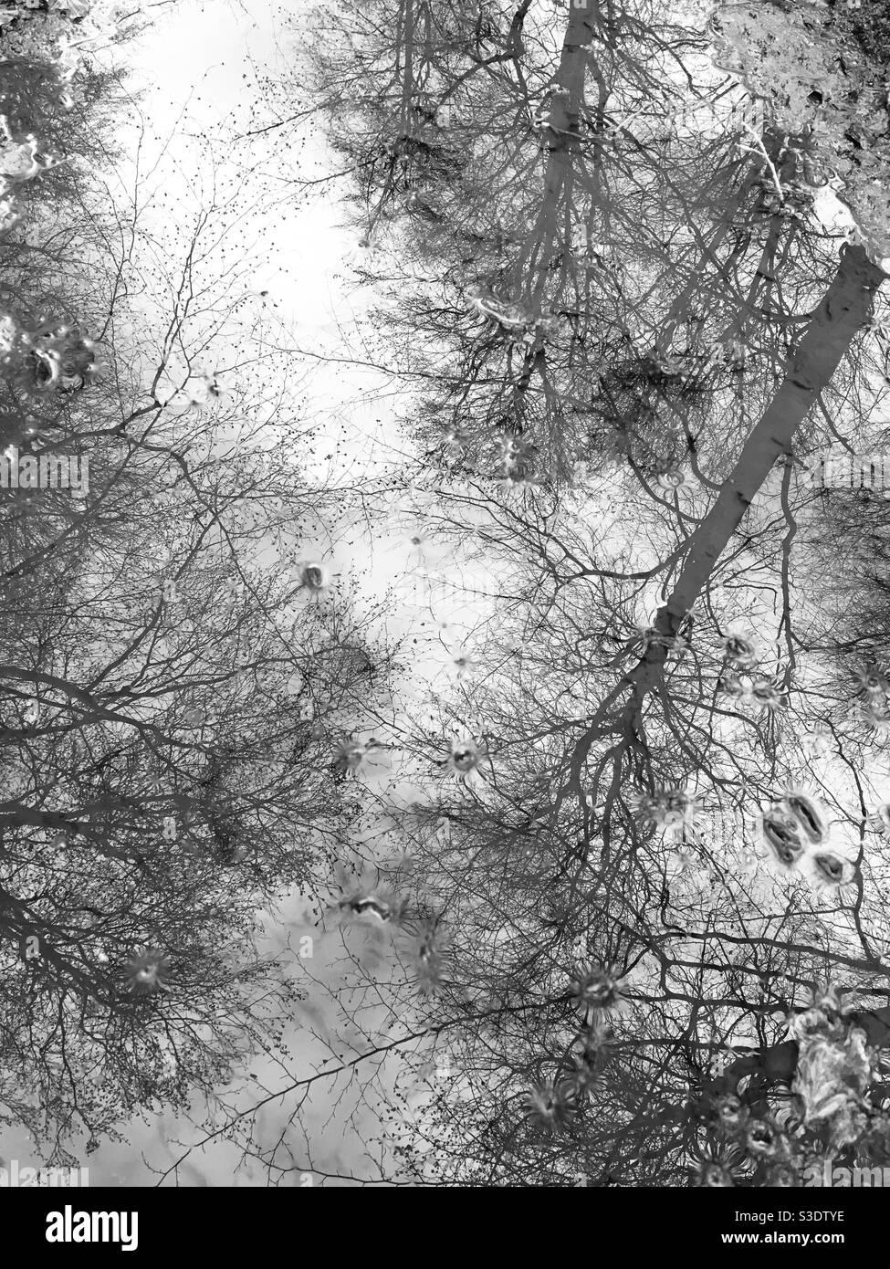 Riflessioni di alberi Foto Stock