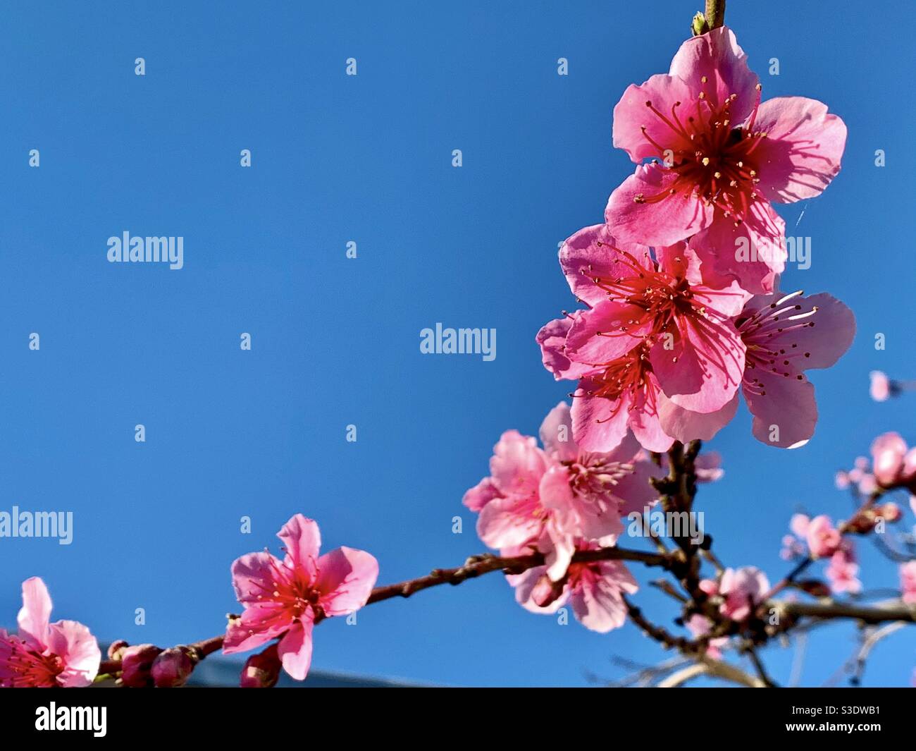 I magnifici fiori rosa di pesca in piena fioritura sotto il cielo blu senza nuvole Foto Stock