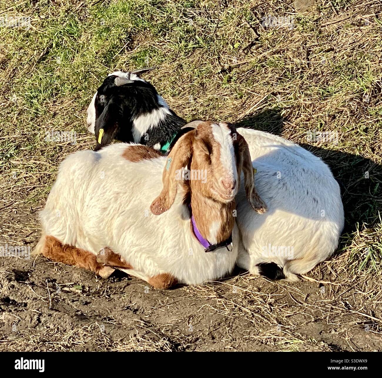 Streetgoat bristol - Immagine stock catturata con smartphone