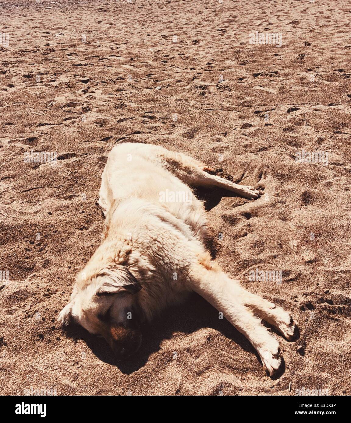 Cane randagio che dorme sulla sabbia Foto Stock