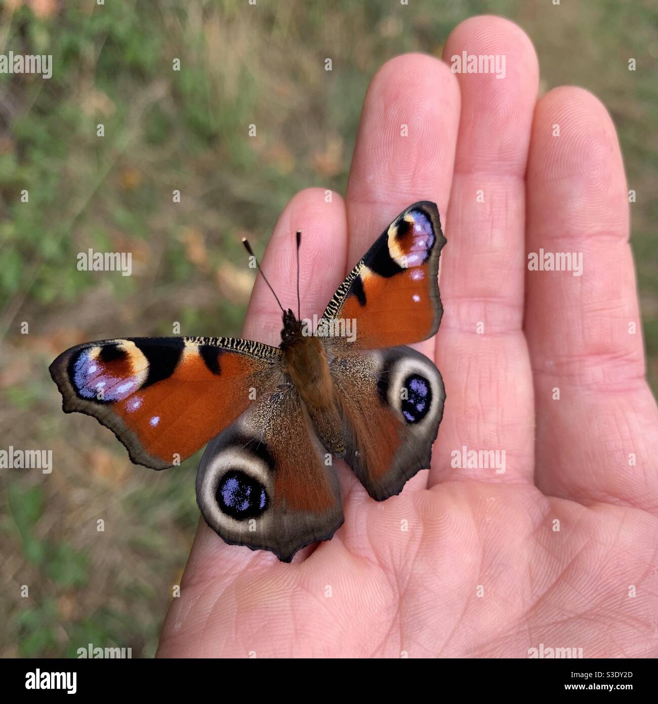 Farfalla di pavone a portata di mano Foto Stock