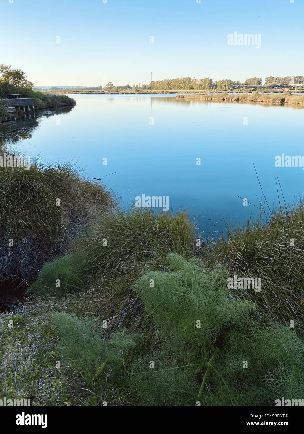 Un paesaggio paludoso in formato ritratto con un laghetto circondato dalla tipica vegetazione acquatica e da piante selvatiche appartenenti a questo tipo di ambiente. Foto Stock