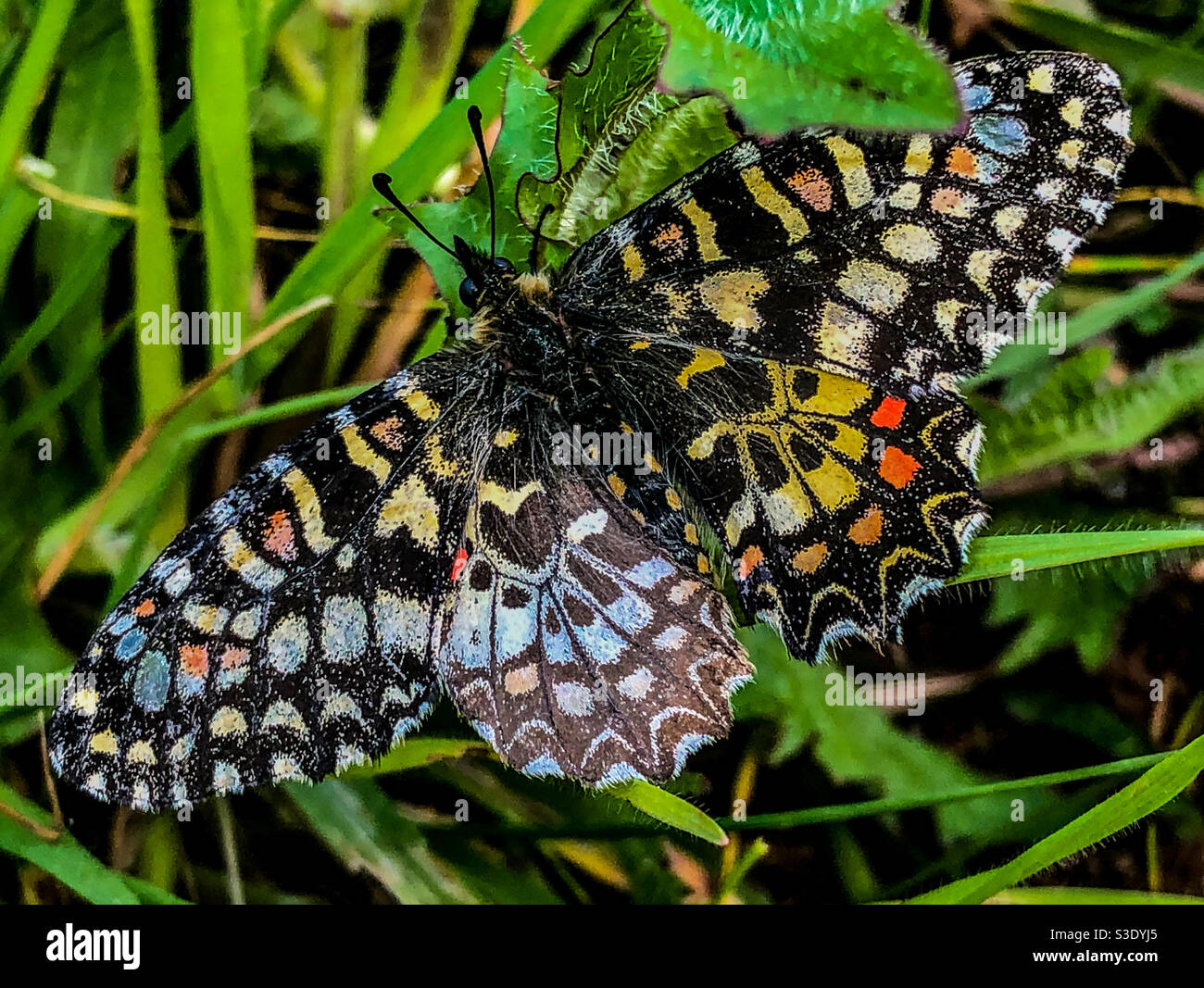 Spagnolo Festoon farfalla su erba Foto Stock