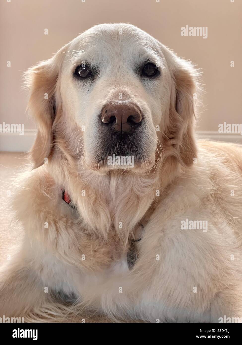 Golden Retriever godendo i suoi anni d'oro - Immagine stock catturata con smartphone