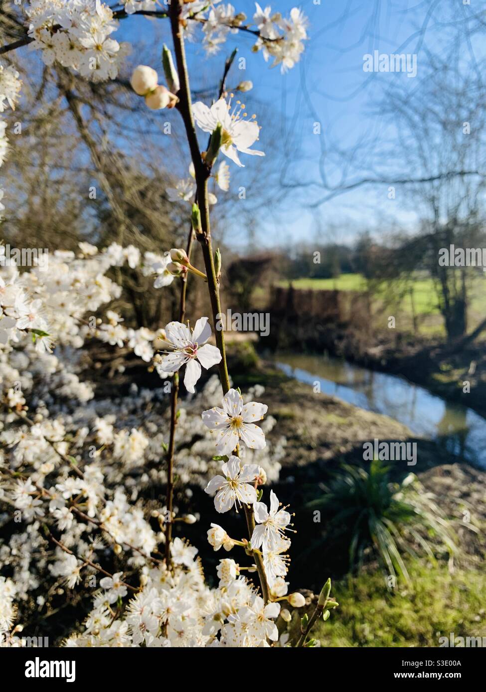 Fiore di primavera - Immagine stock catturata con smartphone