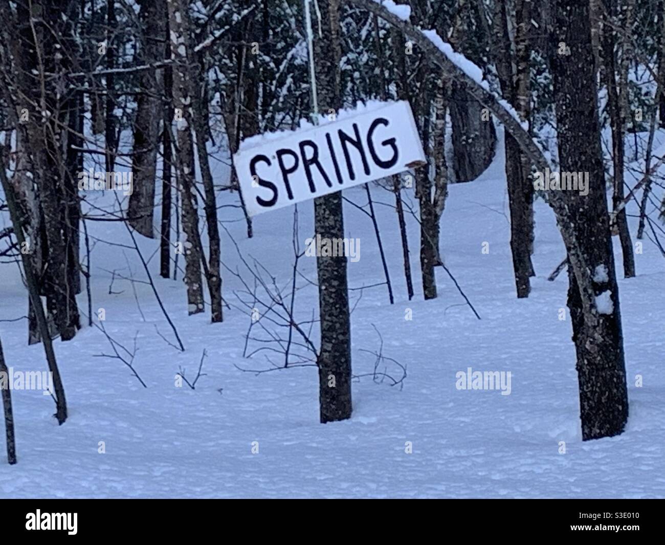 Un segno che legge "PRIMAVERA" appeso da un sapling in neve boscosa.on Grand Lake Road da Shin Pond verso Baxter state Park Penobscot County nel Maine settentrionale in inverno, 1 marzo 2021 alle 5:22 pm. Foto Stock