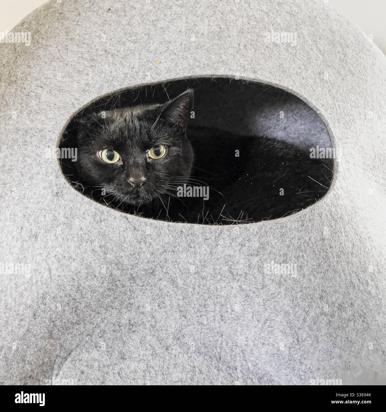 Gatto nero guardando fuori di apertura in casa di gatto fatto di feltro grigio - Immagine stock catturata con smartphone