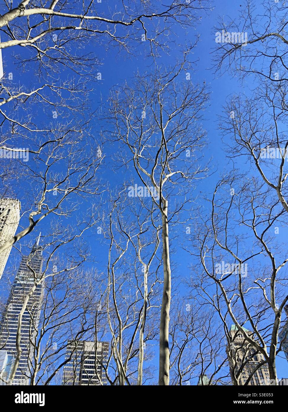Gli alberi nudi d'inverno a Bryant Park con i grattacieli di Midtown sullo sfondo di una giornata fredda e cristallina, New York, USA Foto Stock