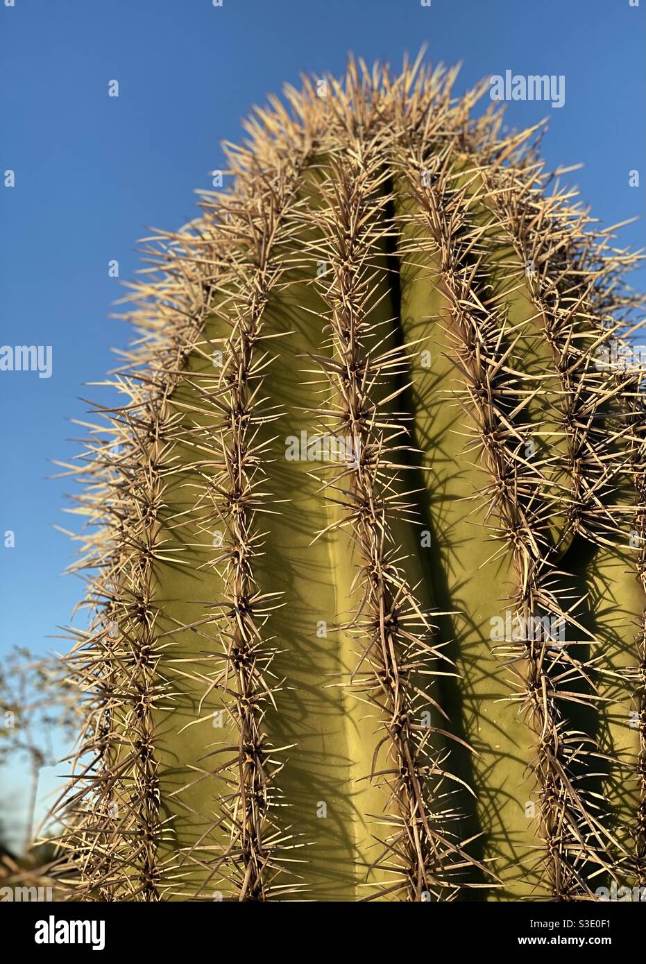 Un cactus di barile cresce orgoglioso nel deserto dell'Arizona. Foto Stock