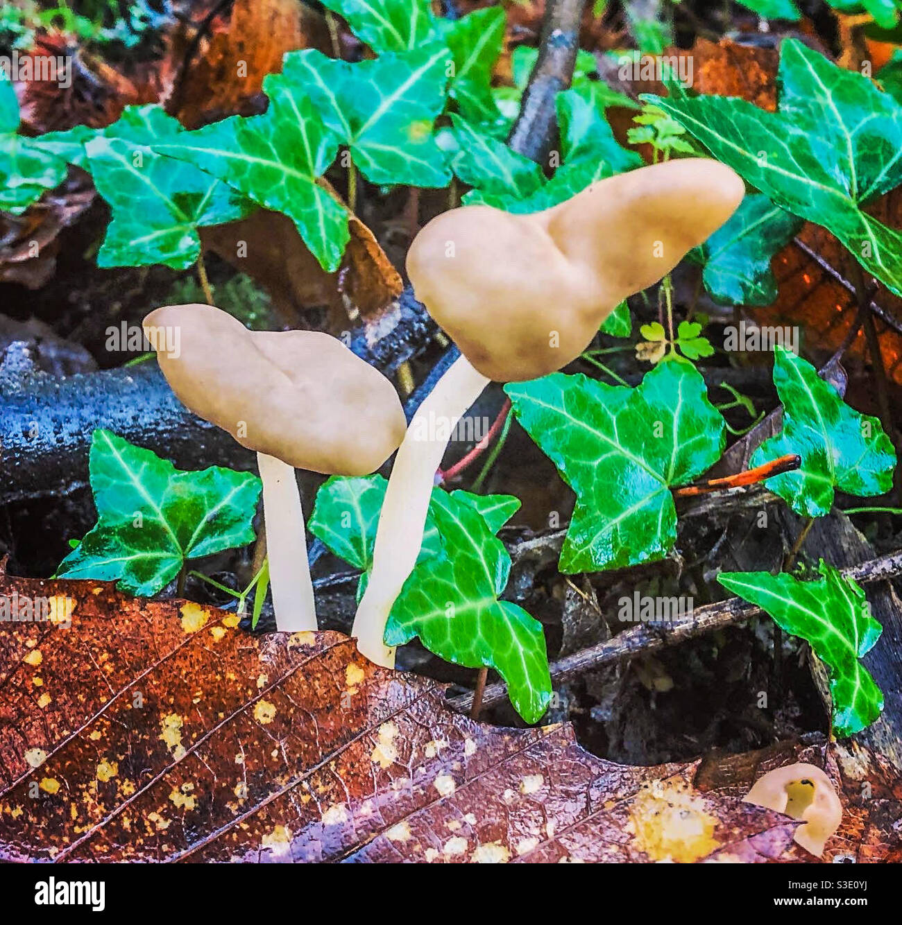 Funghi falsi Morel Foto Stock