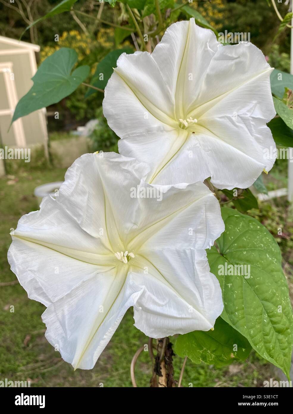 Doppia bellezza Foto Stock