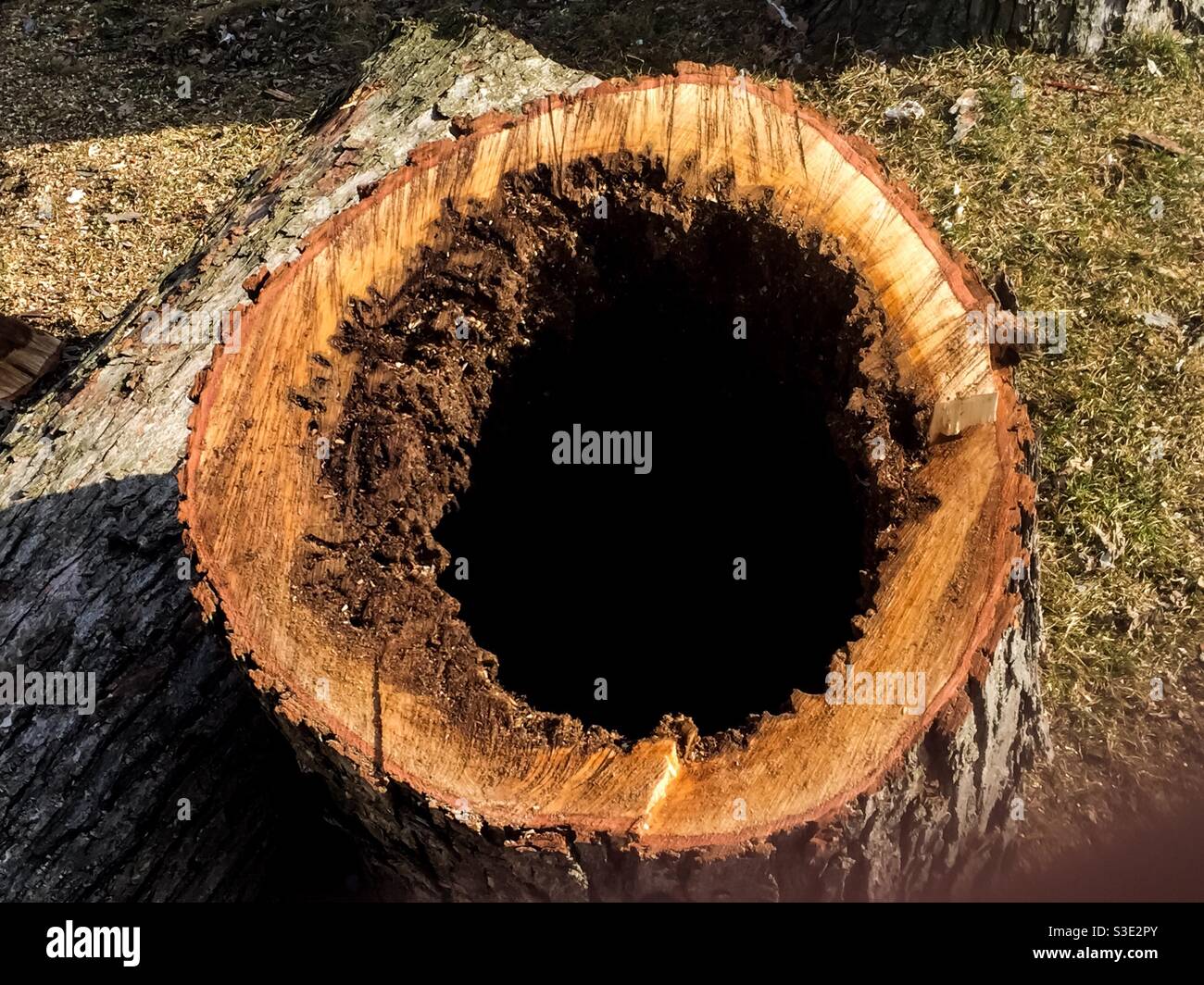 Grande tronco di legno duro scavato da formiche e termiti. Albero appena tagliato, circa cento anni, Ontario, Canada. - Immagine stock catturata con smartphone