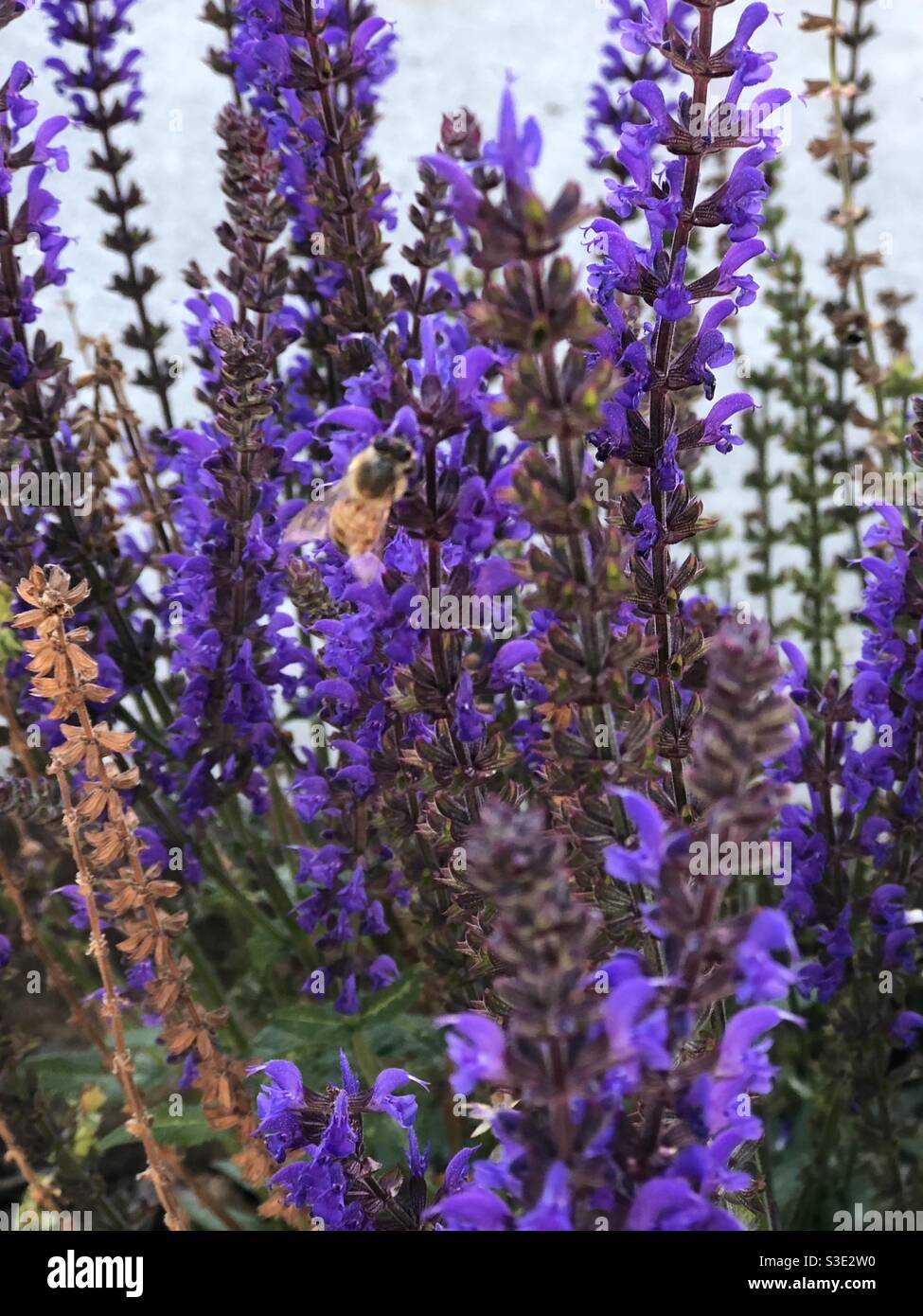 Pacific Northwest Honey Bee (Apis mellifera) visitando un fiore di giardino viola. Seattle, Washington USA Foto Stock