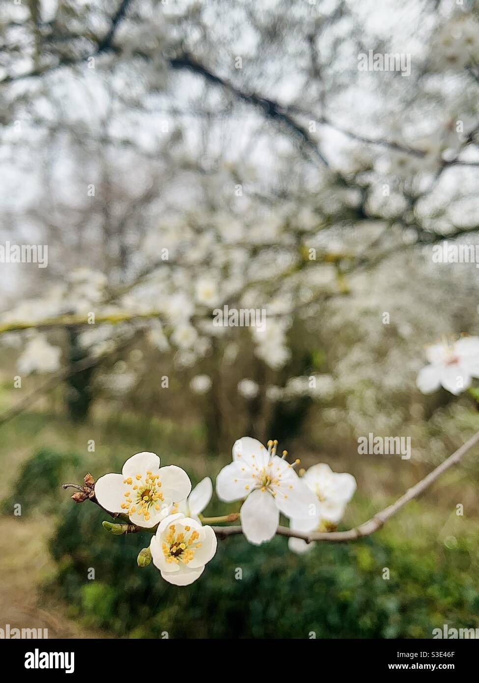 Fiore bianco Foto Stock