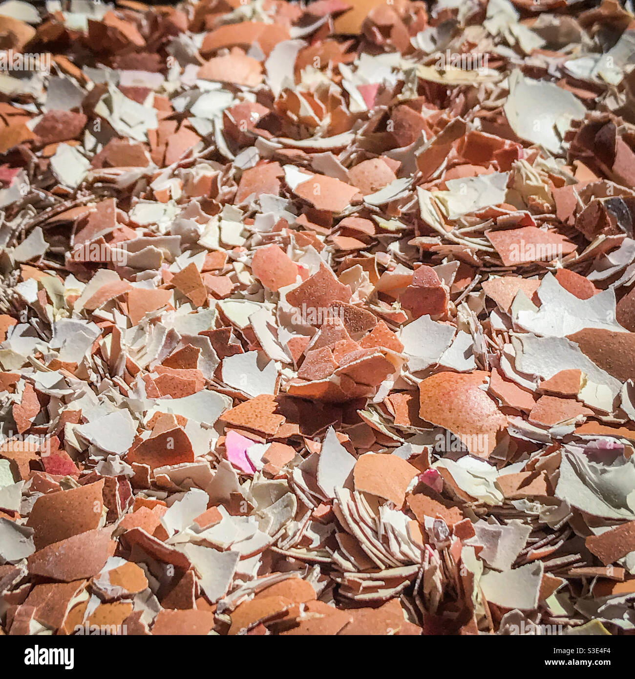 Gusci d'uovo frantumati per concime di piante da giardino - Immagine stock catturata con smartphone