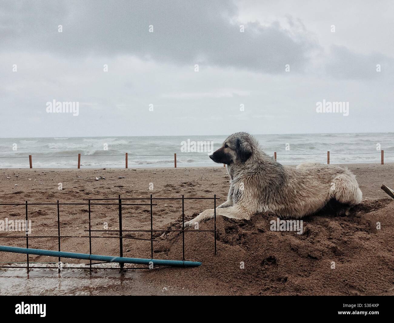 Cane randagio seduto sulla spiaggia di sabbia Foto Stock