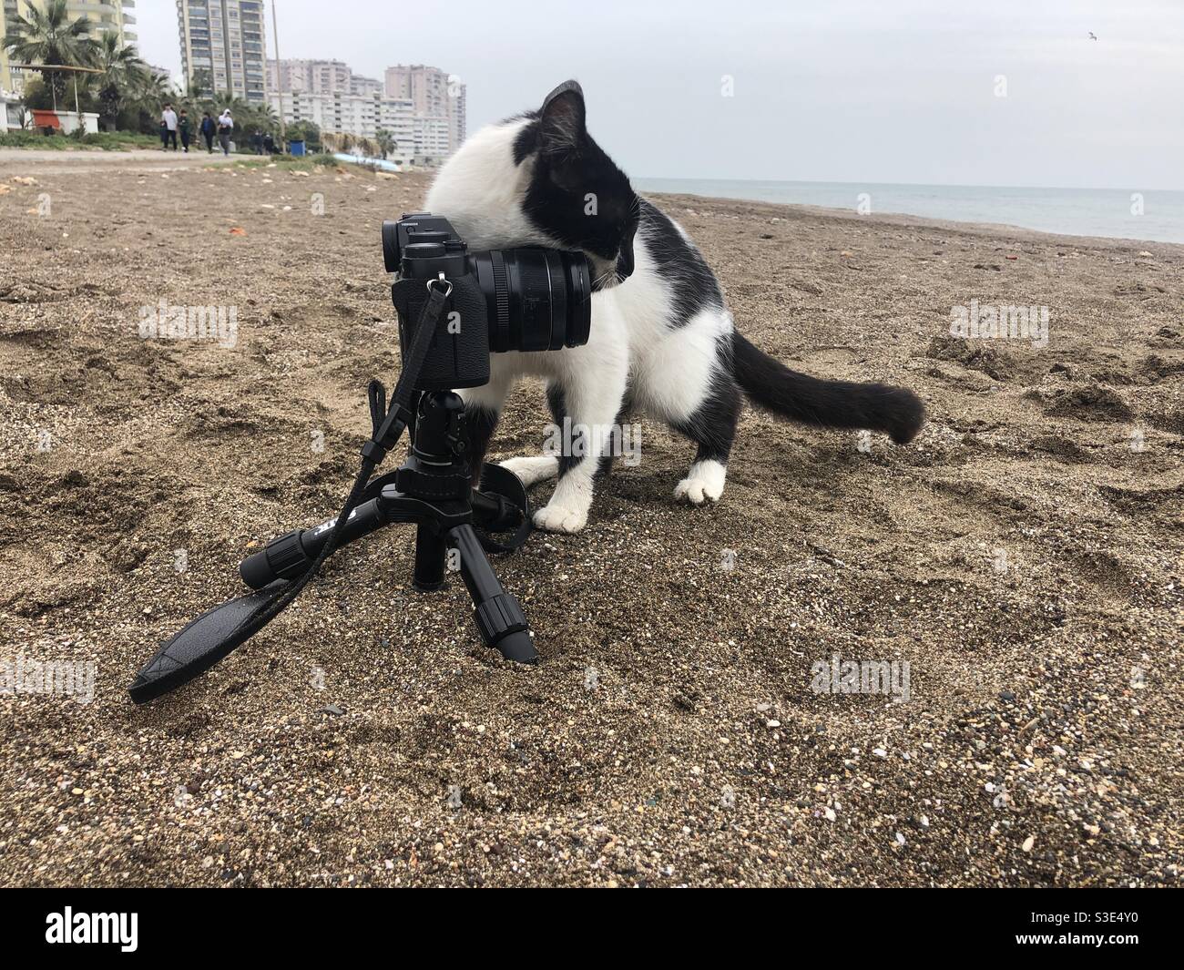 Cat strofinando il cappello a una macchina fotografica - Immagine stock catturata con smartphone
