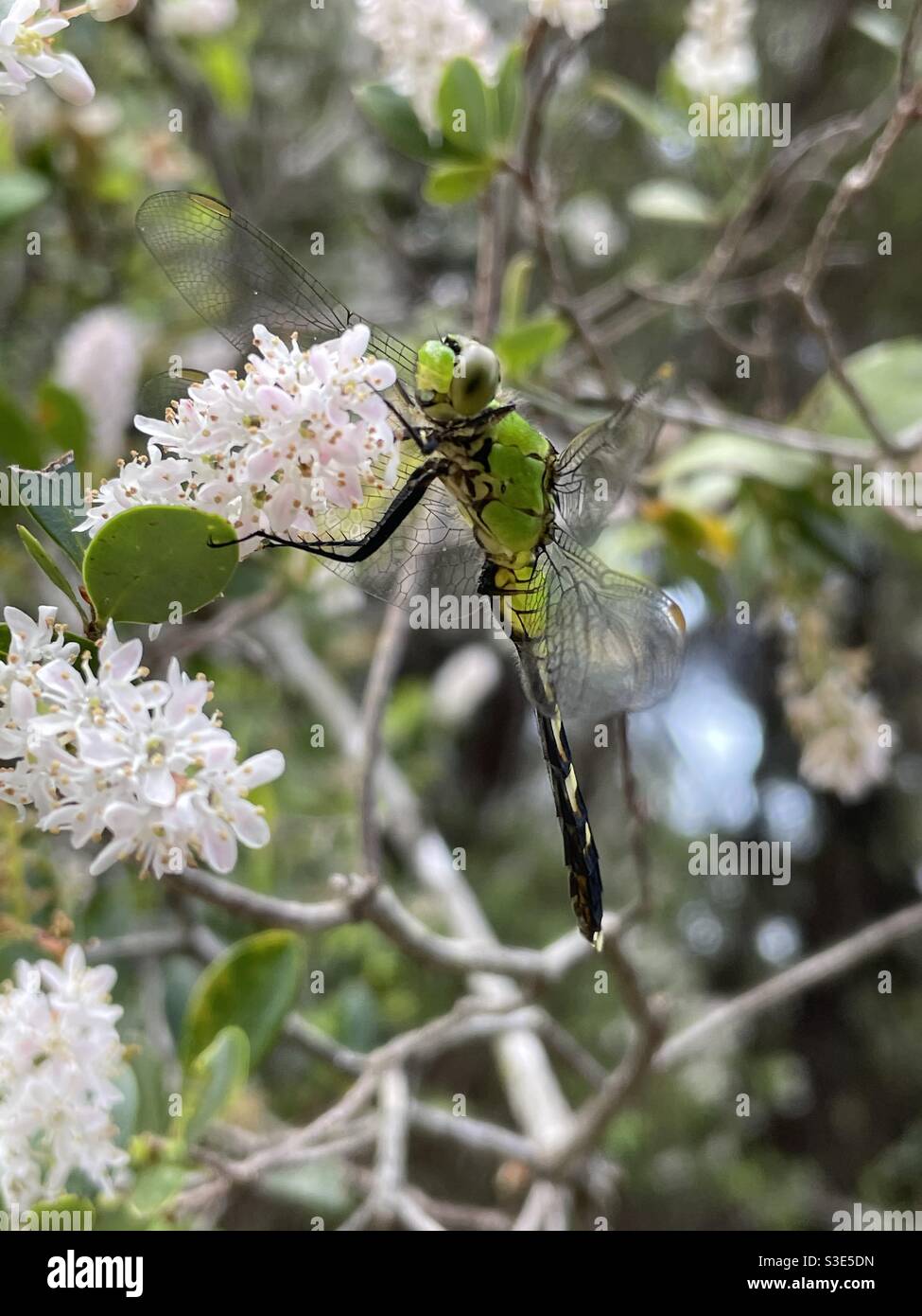 Dragonfly verde darter su piante forestali in fiore Foto Stock