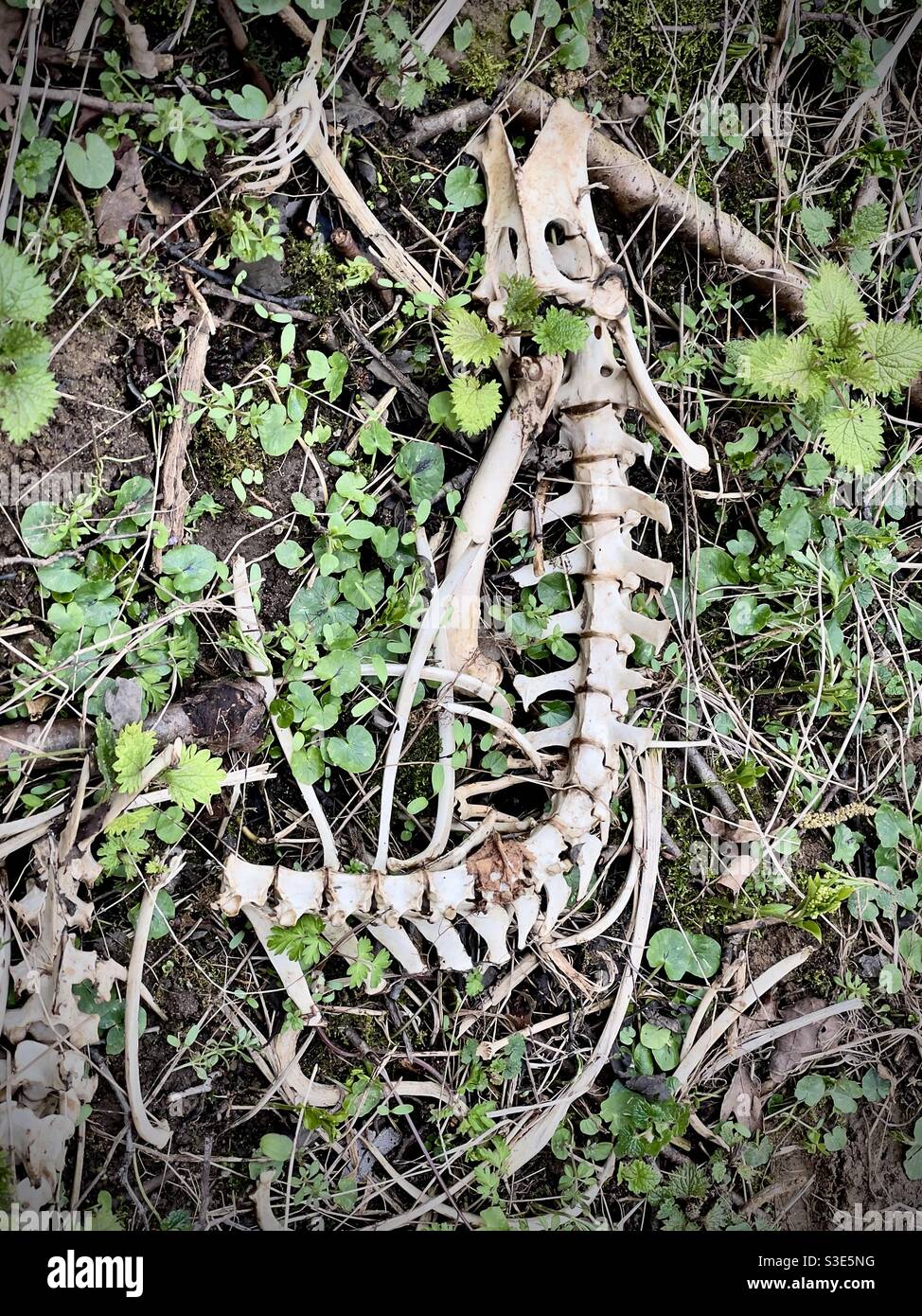 Vertebre e pelvi di cervo muntjac Foto Stock