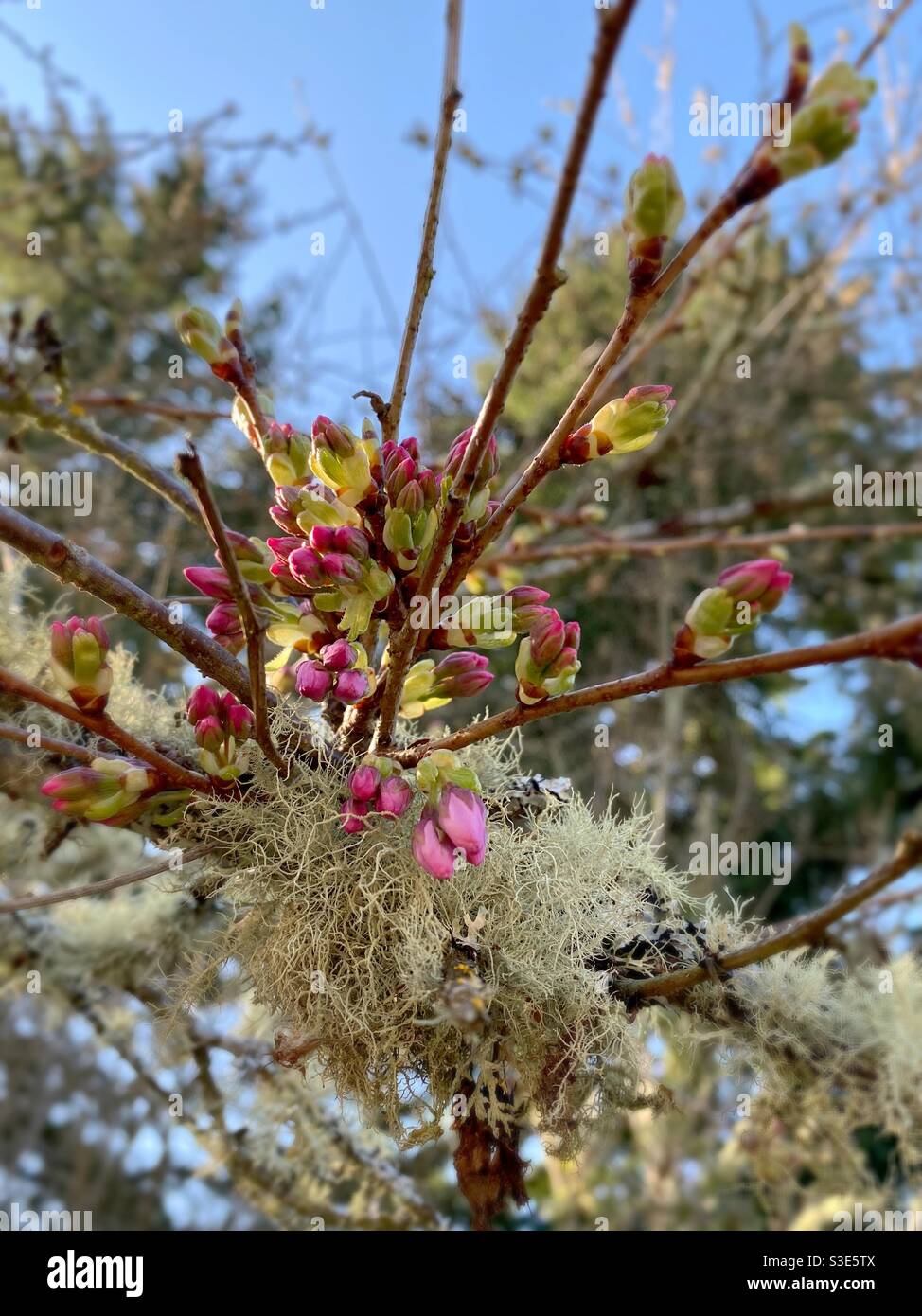 Fiori di ciliegio pronti a fiorire su un ramo di albero coperto di lichene. Foto Stock