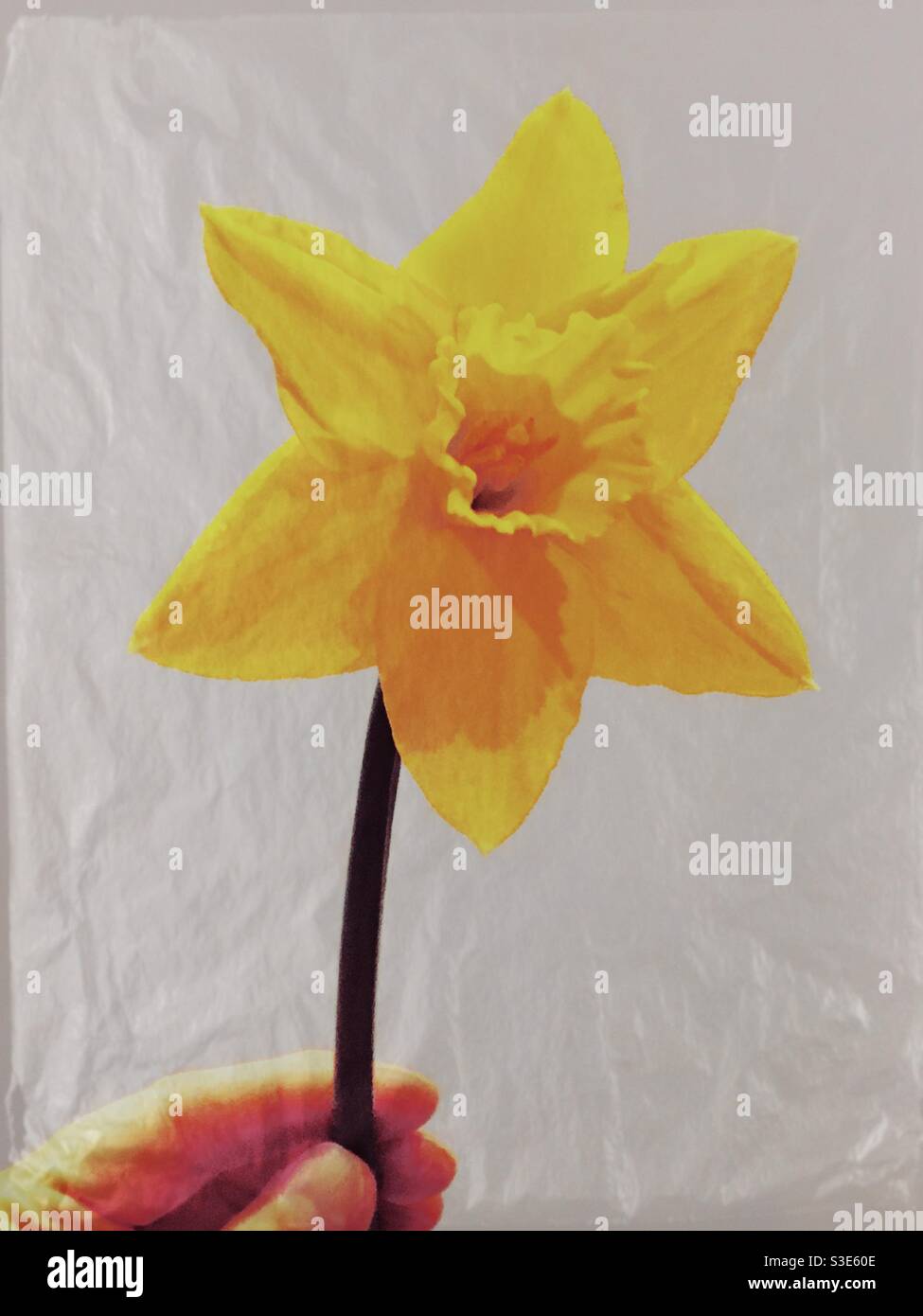 Mano che tiene in su un fiore giallo del daffodil Foto Stock