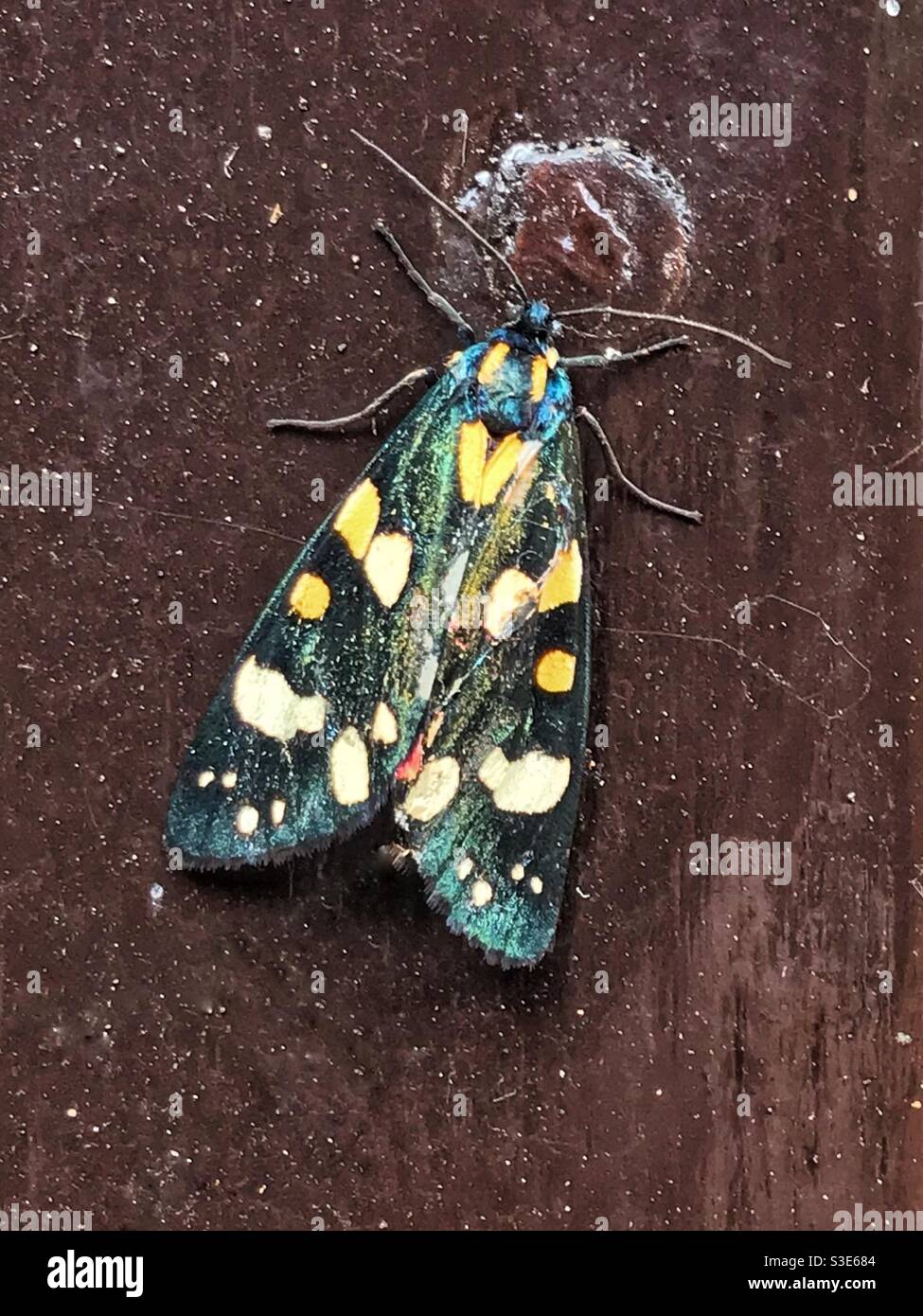 Scarlatto Tiger Moth su un palo di legno. Visto in Worcester, Worcestershire, Inghilterra. Foto Stock
