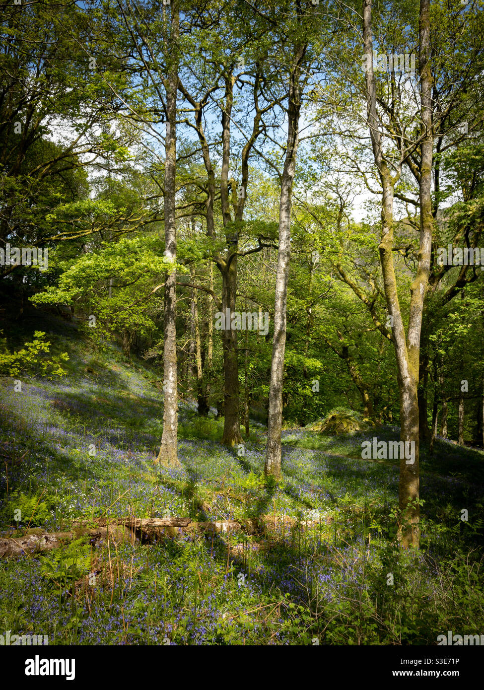 Bluebells in the wood, Springtime, Lake District, UK - Immagine stock catturata con smartphone