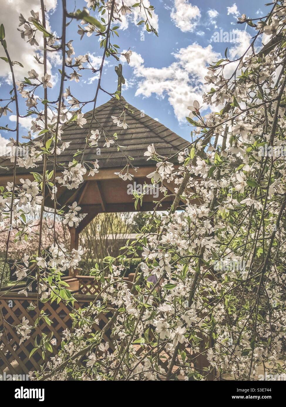 Rami carichi di fiori giapponesi di ciliegia di fronte al gazebo della chiesa con cielo limpido e blu - Immagine stock catturata con smartphone