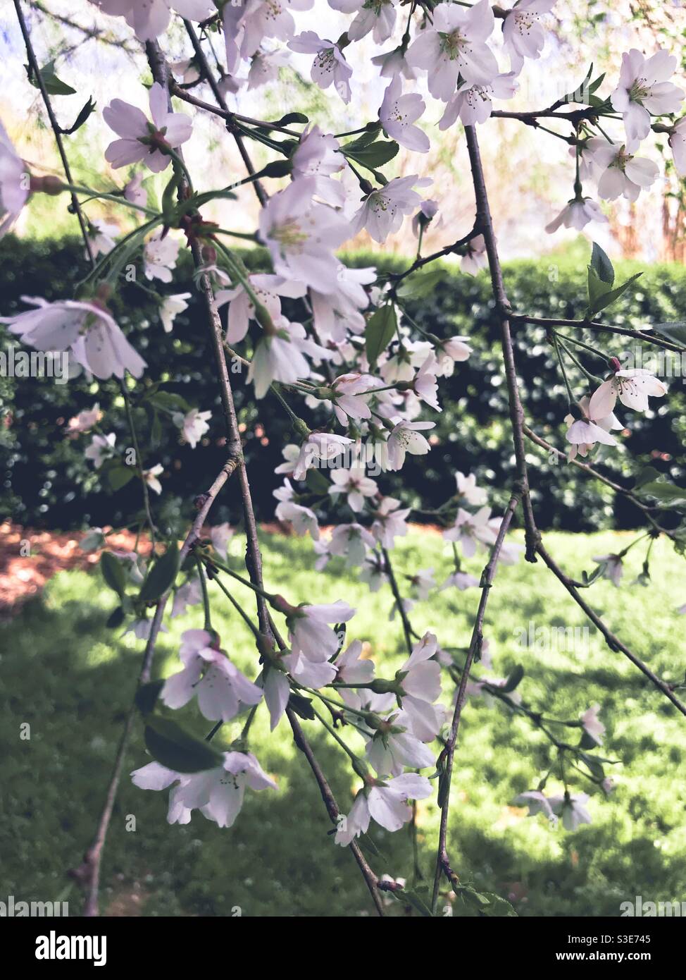 Rami carichi di fiori di ciliegia in un giorno di primavera in Carolina del Nord - Immagine stock catturata con smartphone