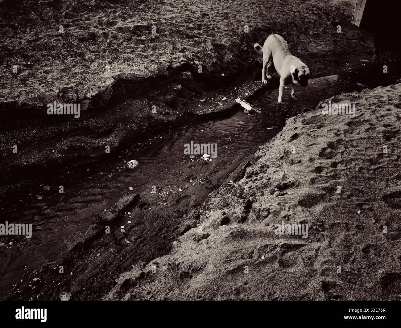 Ritratto di un cane randagio - Immagine stock catturata con smartphone