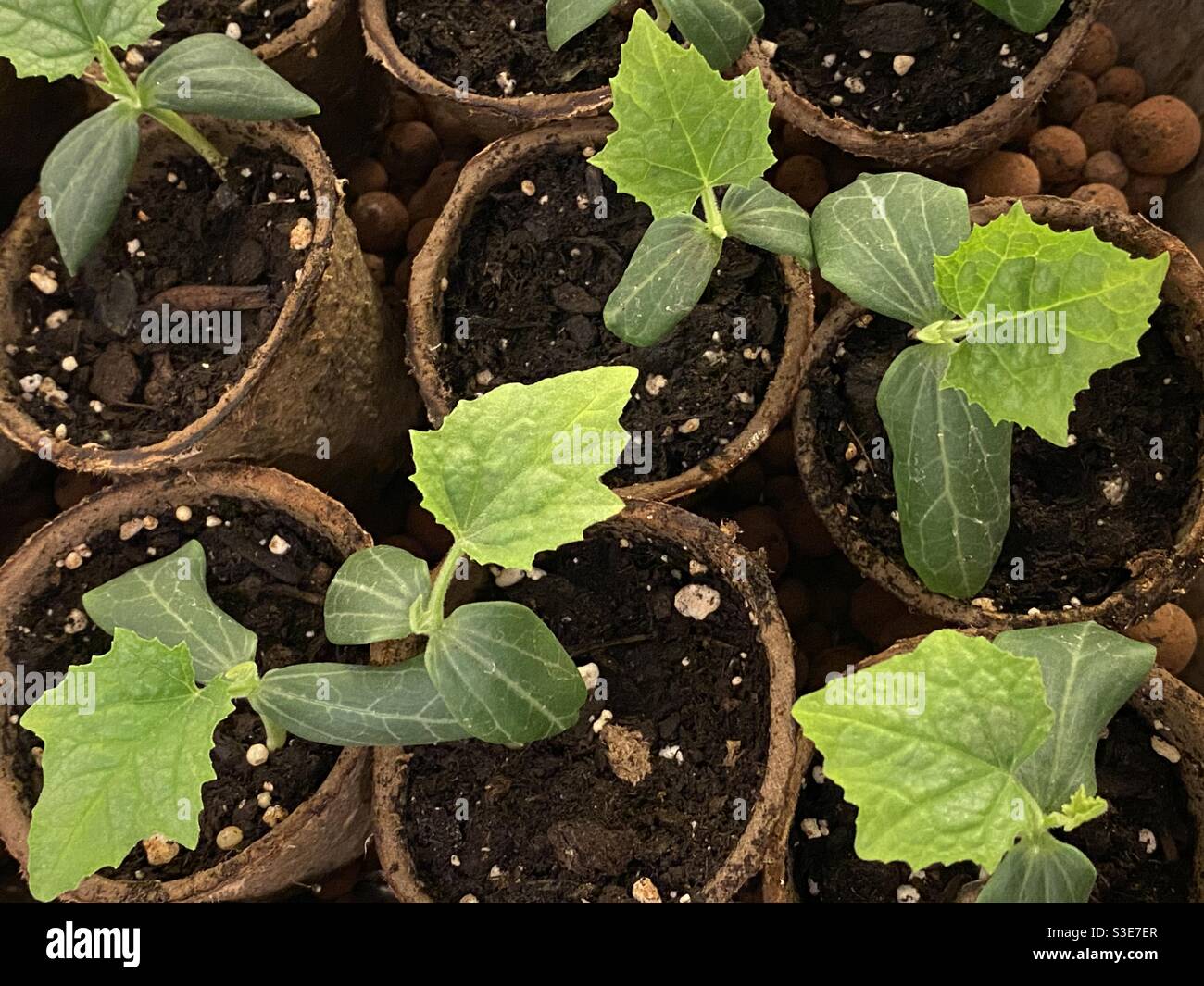 Prenditi cura dei giovani pianta di loofah Foto Stock