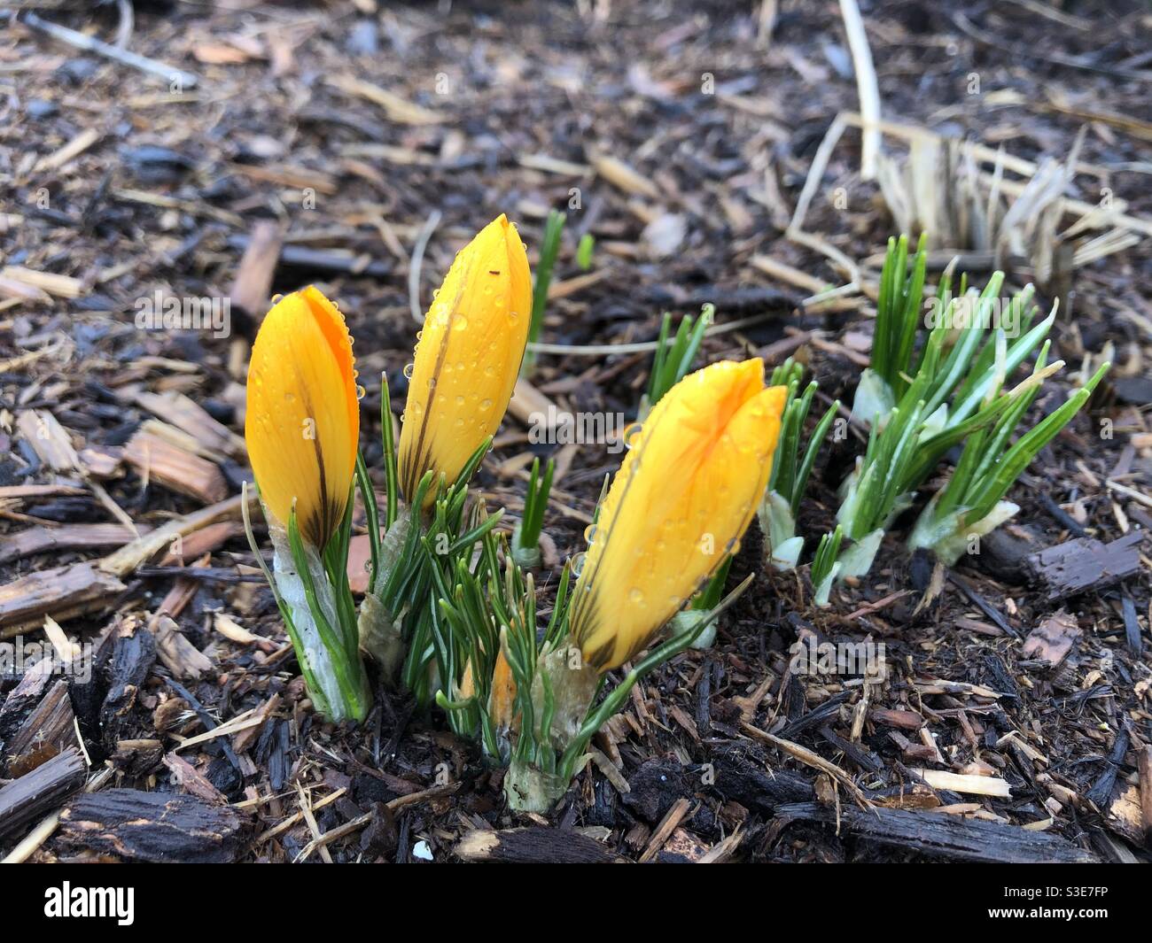 La primavera sta arrivando in primis Foto Stock