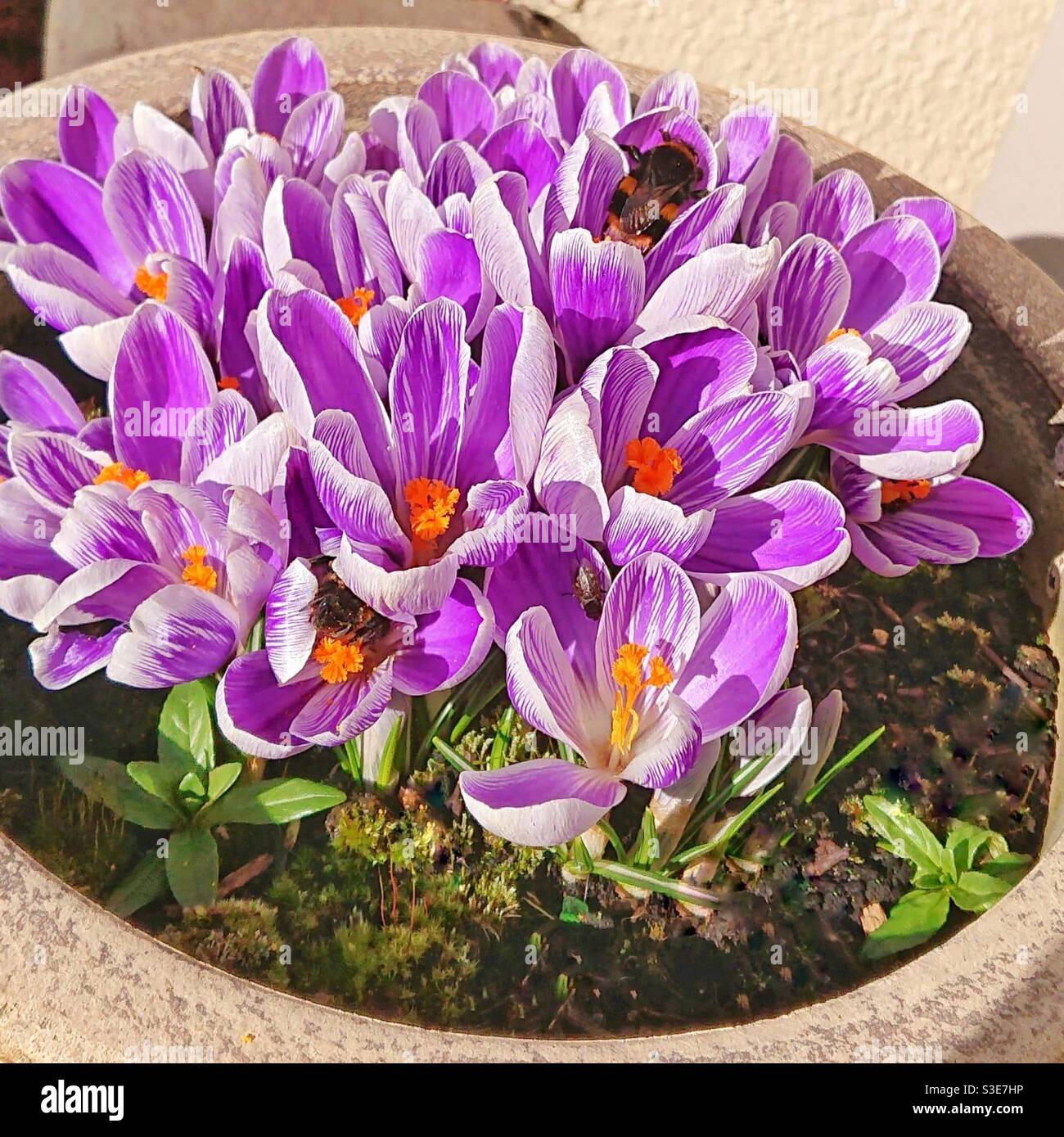 Una fotografia di una vasca di bellissimi croci viola con api - Immagine stock catturata con smartphone