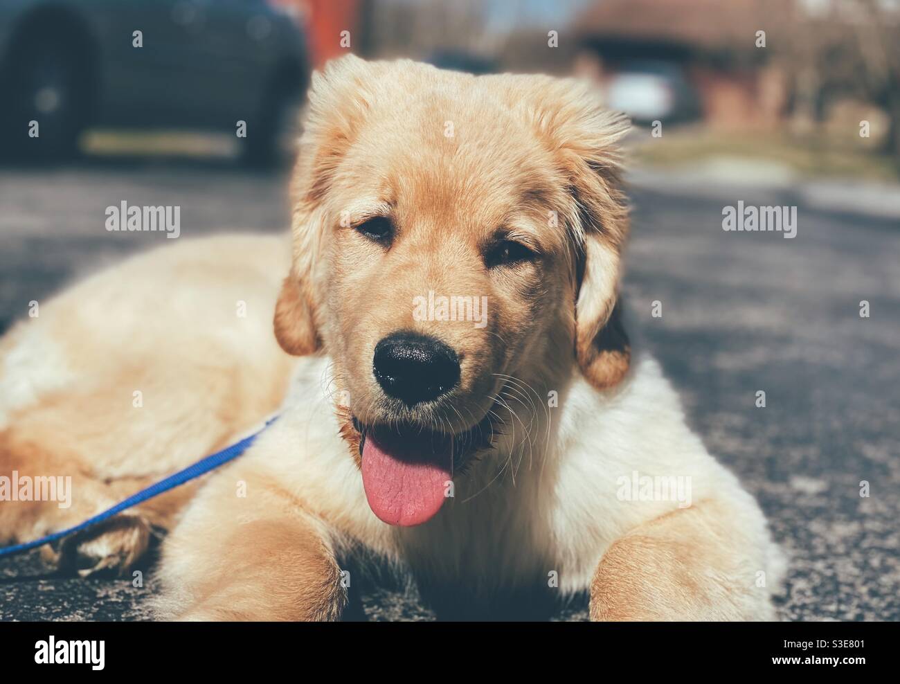Cucciolo Golden Retriever di 4 mesi su una primavera soleggiata giorno Foto Stock