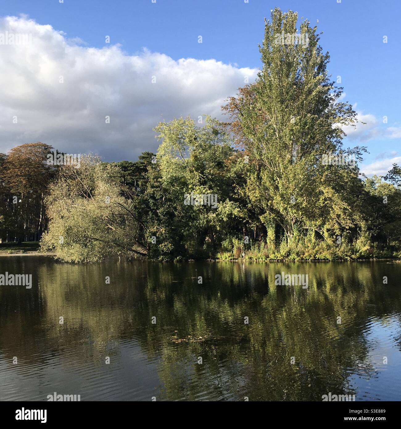 Alberi che riflettono nelle acque del lago - Bois de Boulogne - Parigi Foto Stock