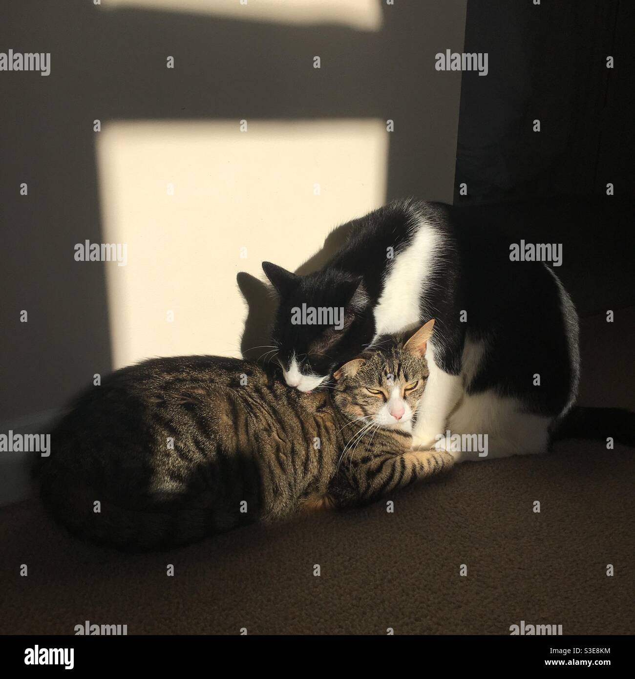 Un tabby e un gatto britannico dai capelli corti godendo del sole e l'azienda reciproca Foto Stock