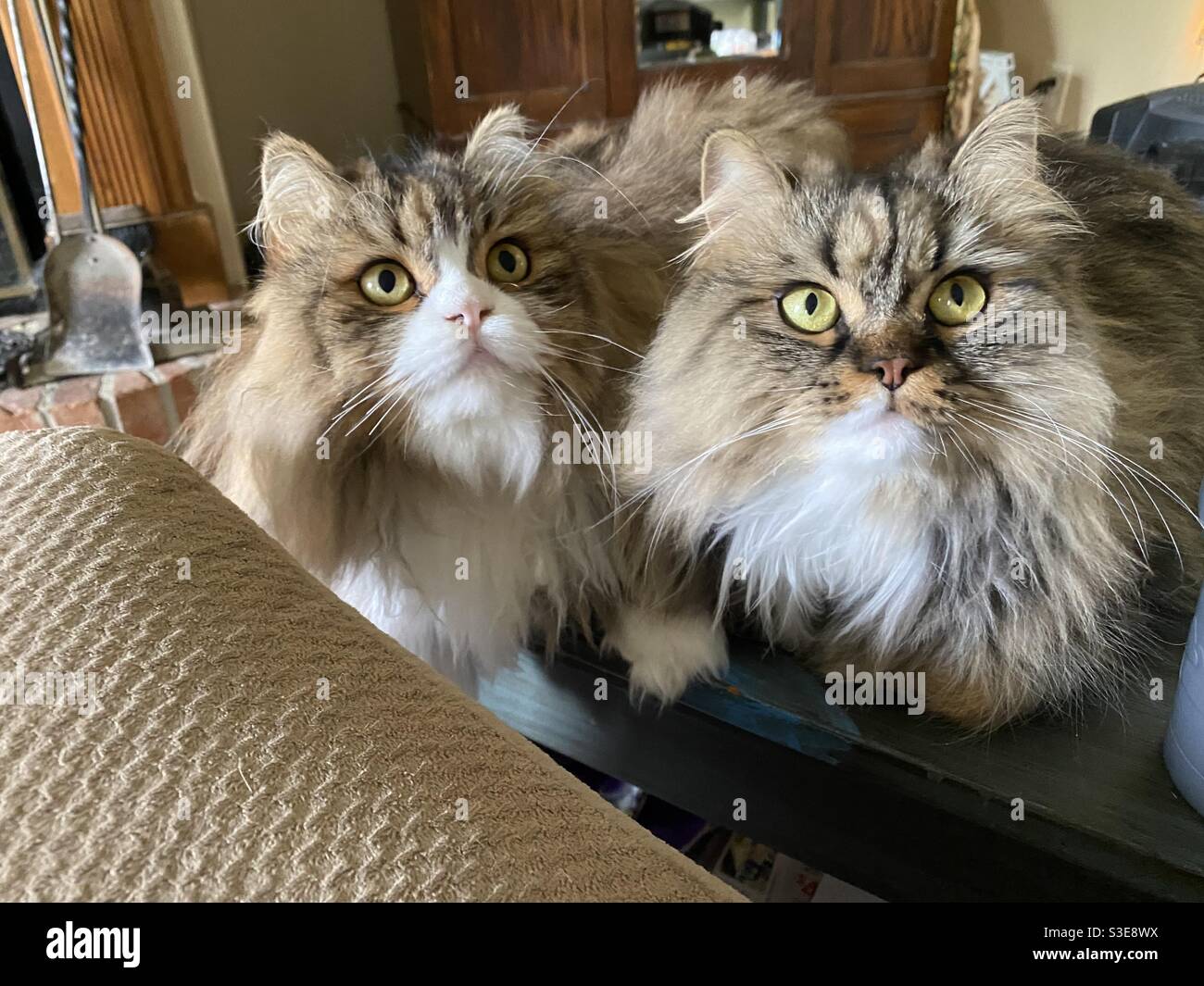 Due bellissimi gatti ragdoll persiani Foto Stock