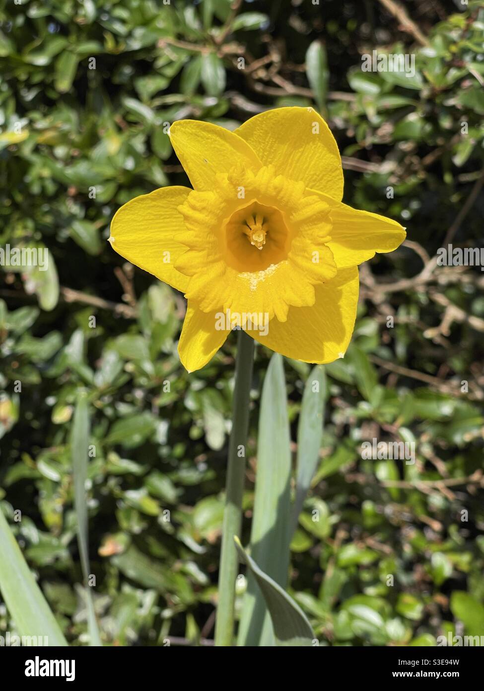 Primo piano di un daffodil piano isolato su uno sfondo piano, con polline sullo stampo e all'interno dei petali Foto Stock