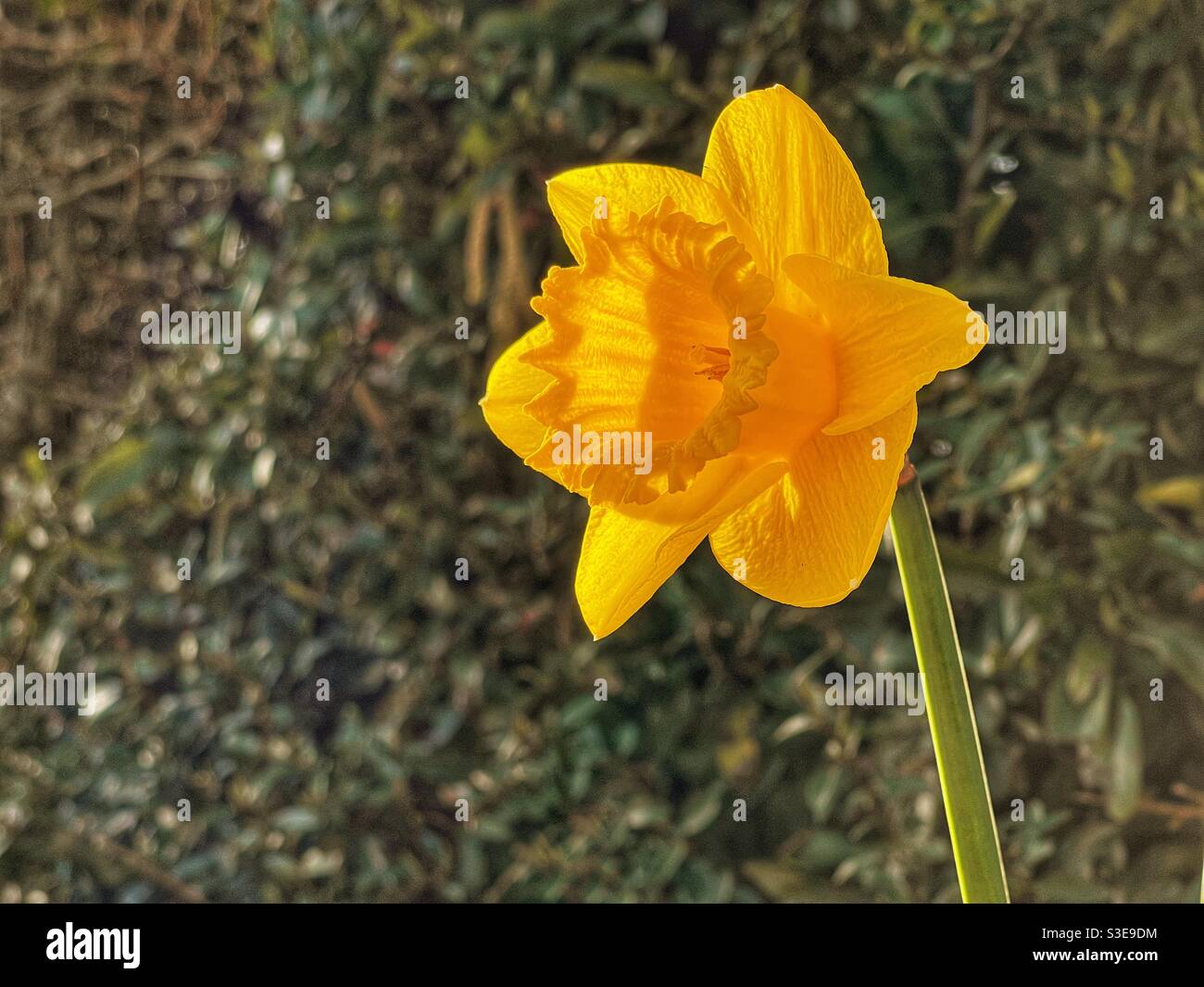 Primo piano di un daffodil o Narcissus testa di fiore isolato su uno sfondo semplice Foto Stock