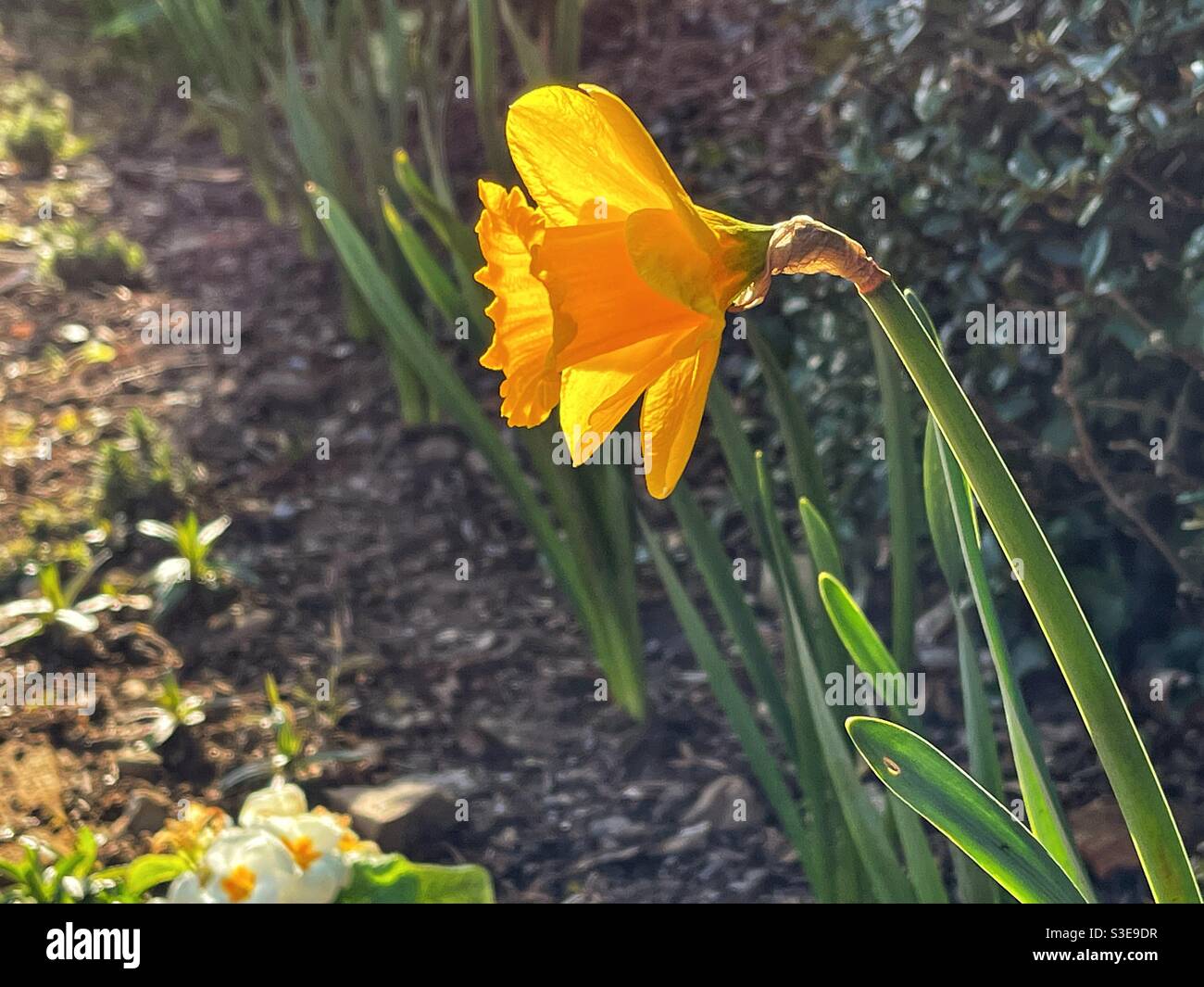 Daffodil o Narcissus fiore retroilluminato dalla luce solare Foto Stock