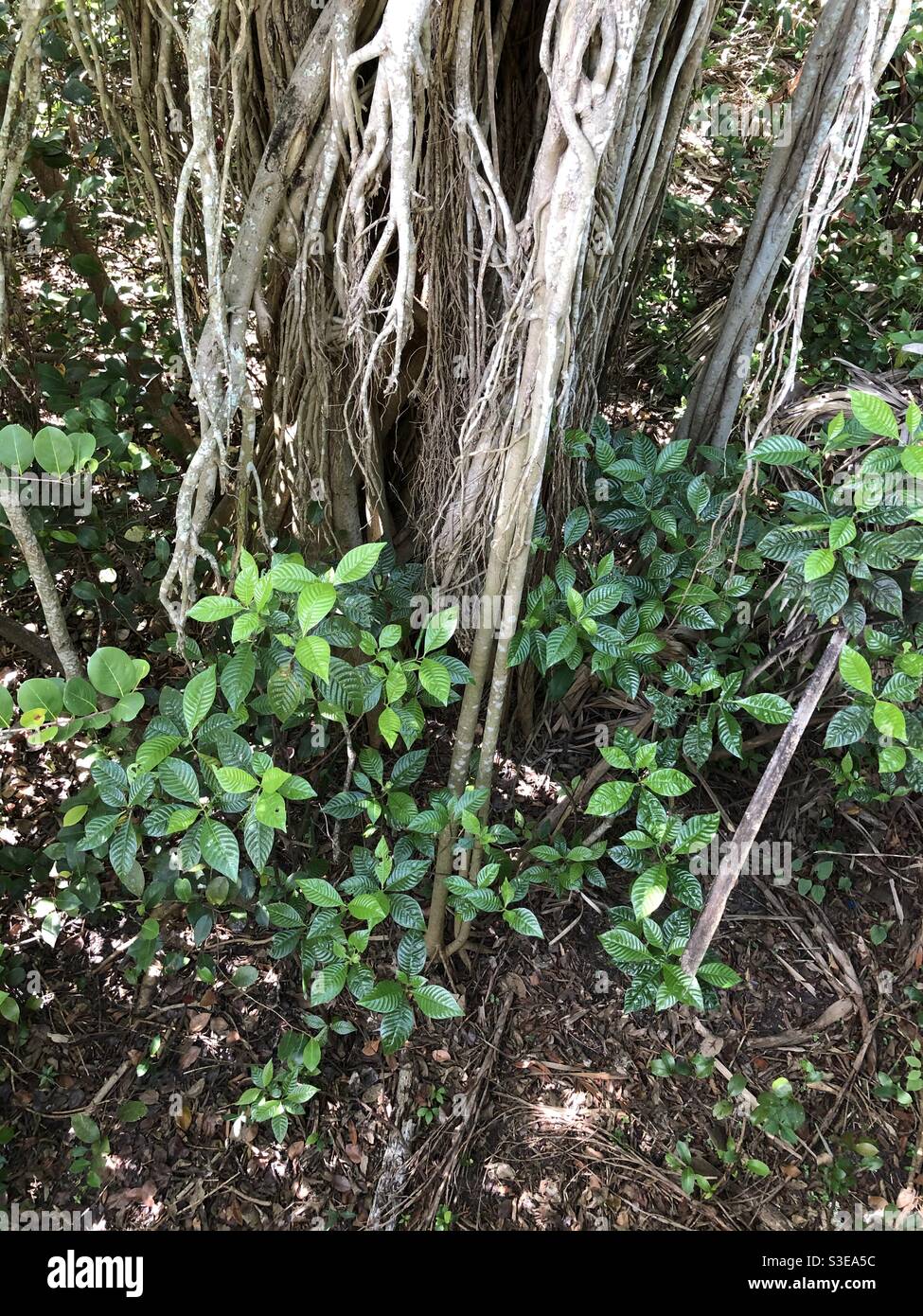 Strangler Fig viti che crescono intorno a un albero di Cabbage Palm, Green Cay Nature Center e Wetlands, Boynton Beach, Florida. - Immagine stock catturata con smartphone