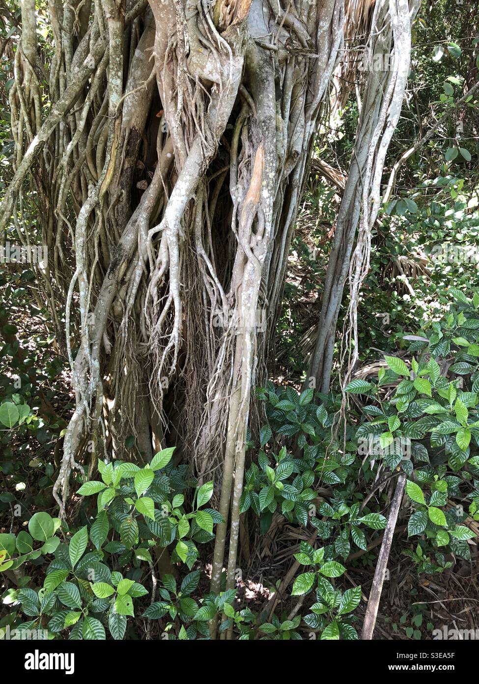 Ficus Aurea. Strangler Ficus su un albero di Cabbage Palm, Green Cay Nature Center e Wetlands, Boynton Beach, Florida. Foto Stock