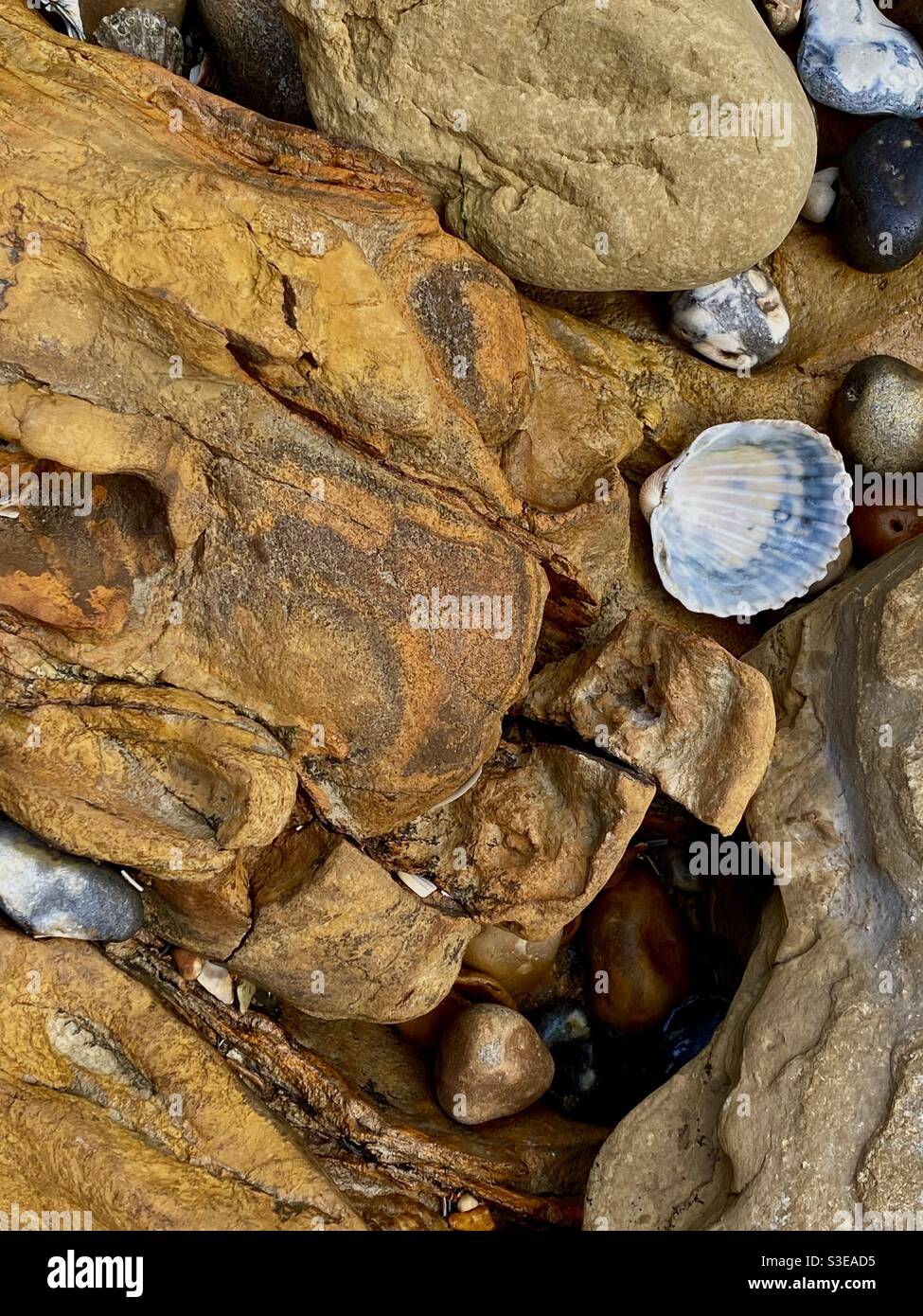 Primo piano di una parte di un tronco di albero fossilizzato che mostra ciottoli E conchiglie sulla spiaggia e le piscine di roccia di Pett Livello a bassa marea nel Regno Unito Foto Stock